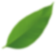Leaf 3